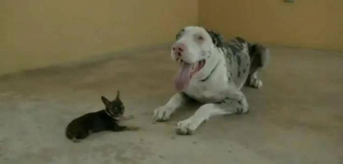 波多黎各一只吉娃娃犬被载入吉尼斯世界纪录名录 成为世界上最小的狗