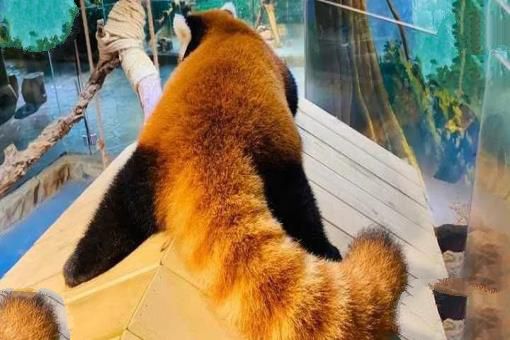 大熊猫安全，小熊猫却快要没有了，可爱难道也是一种罪过？
