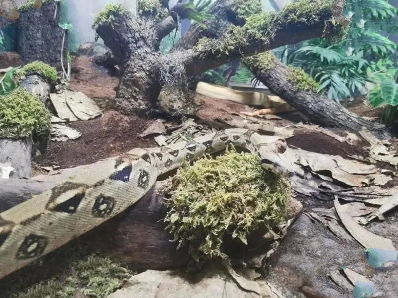 百斤大蛇潜水吃上千斤鱼！还不能打死