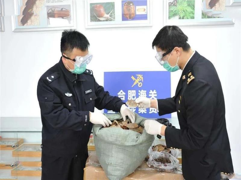 百斤大蛇潜水吃上千斤鱼！还不能打死